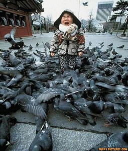 funny pigeon attack